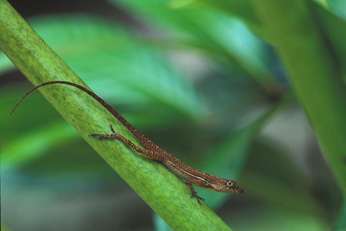 Anolis brincador (Anolis polylepis)