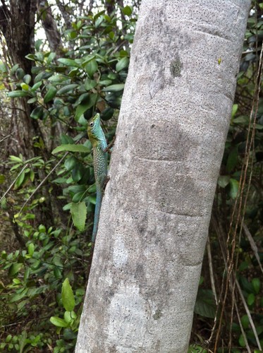 Anolis conspersus conspersus (Anolis conspersus conspersus)