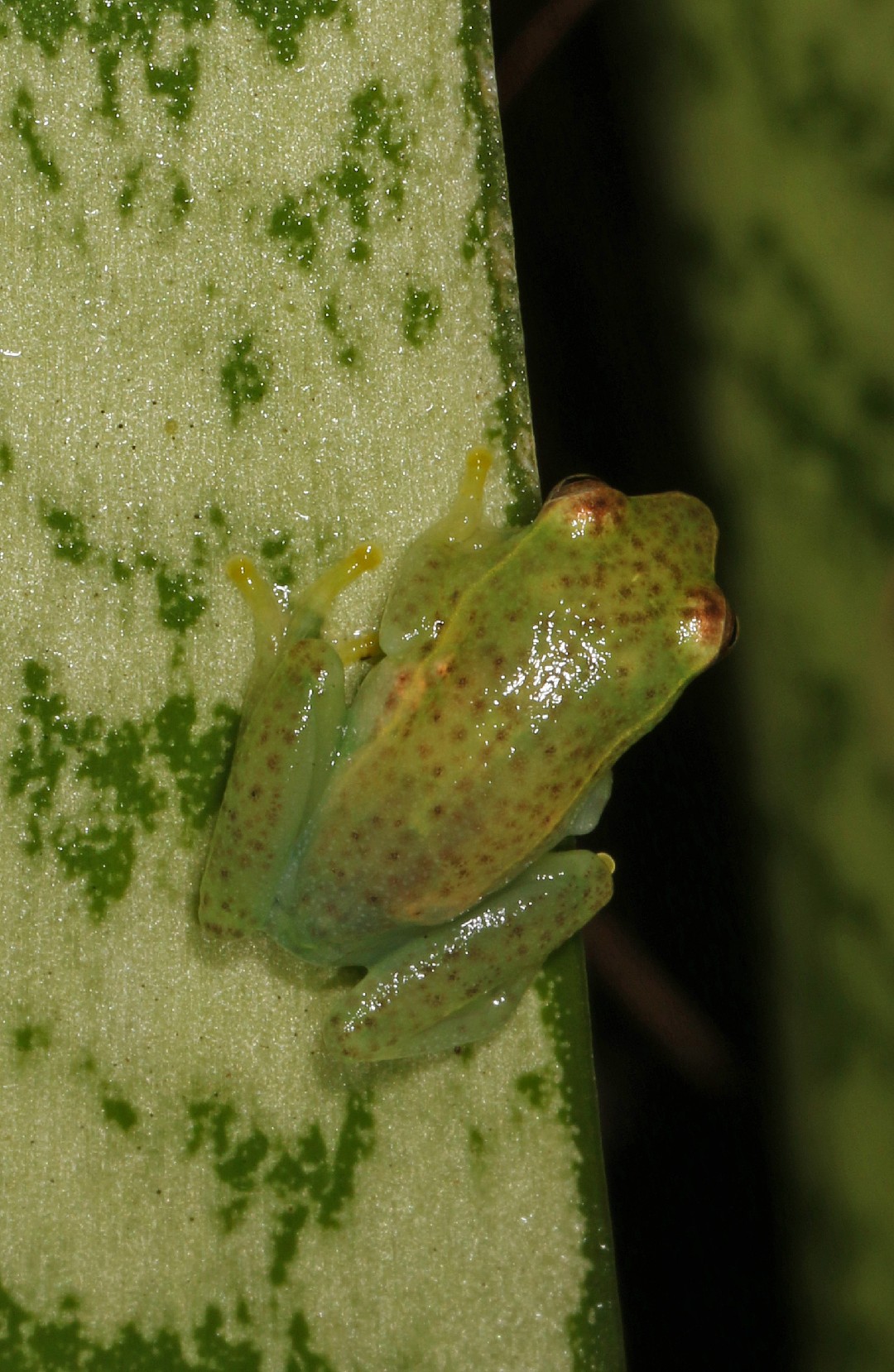 Waterlily reed frog (Hyperolius pusillus)