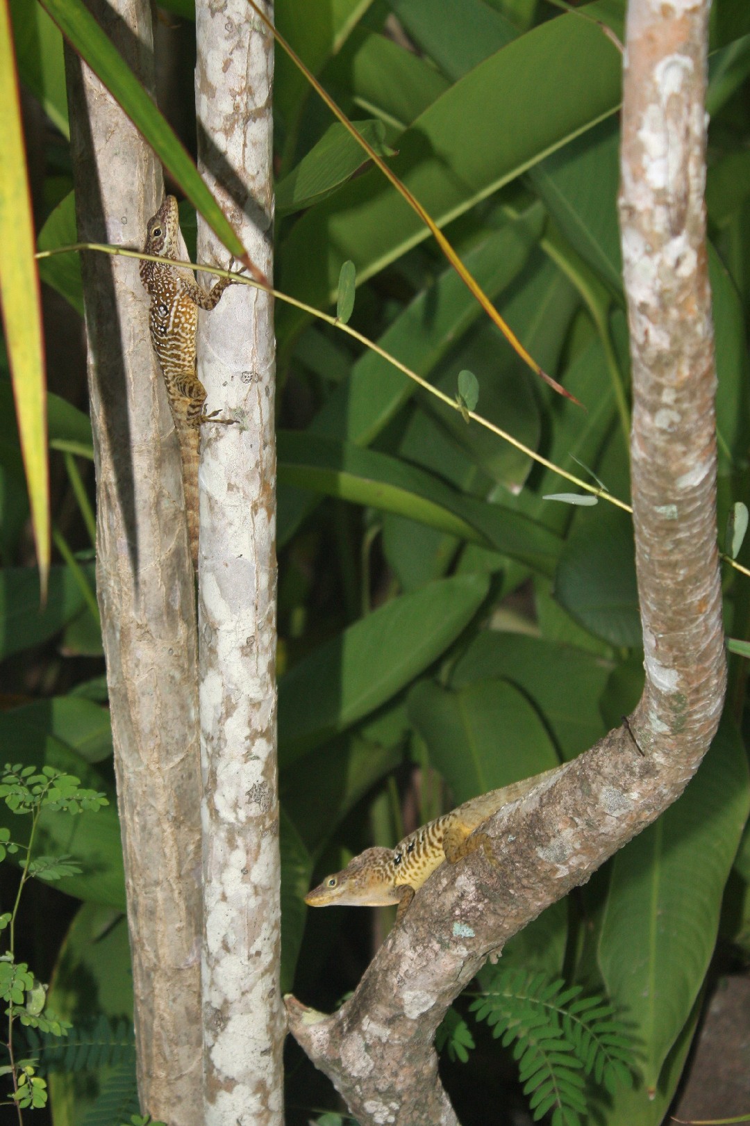 Dominican anole (Anolis oculatus)