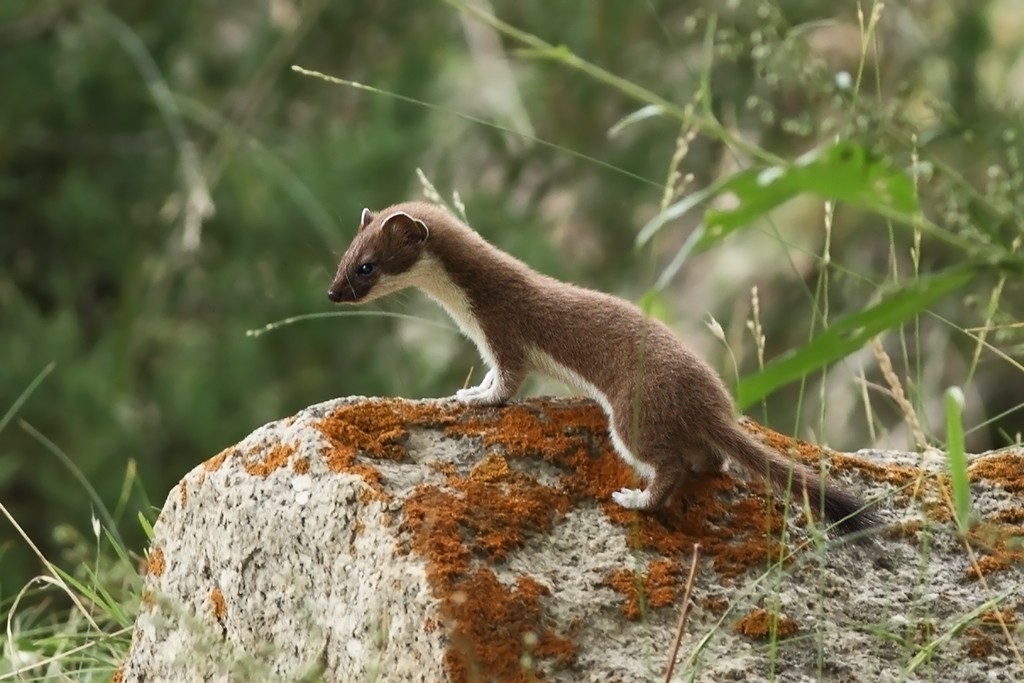 Hermine des îles de la reine-charlotte (Mustela erminea)