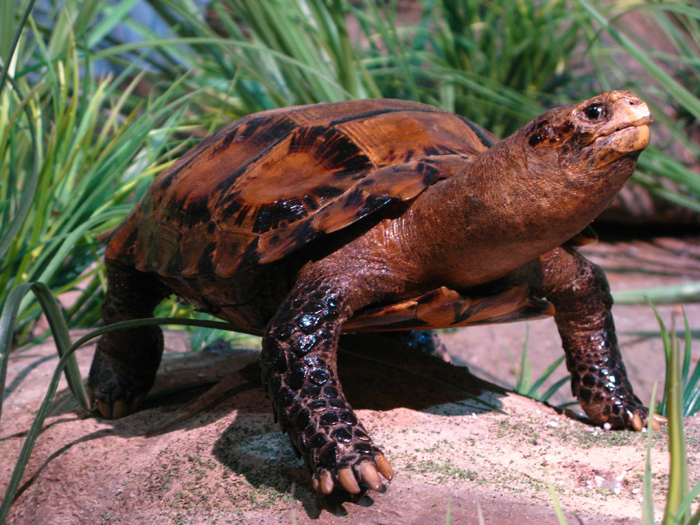 Indochinese tortoises (Manouria)
