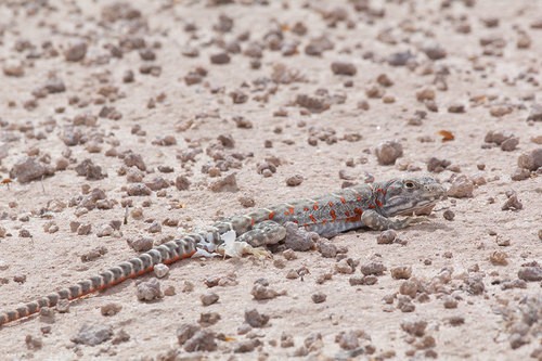Leopard lizards (Gambelia)