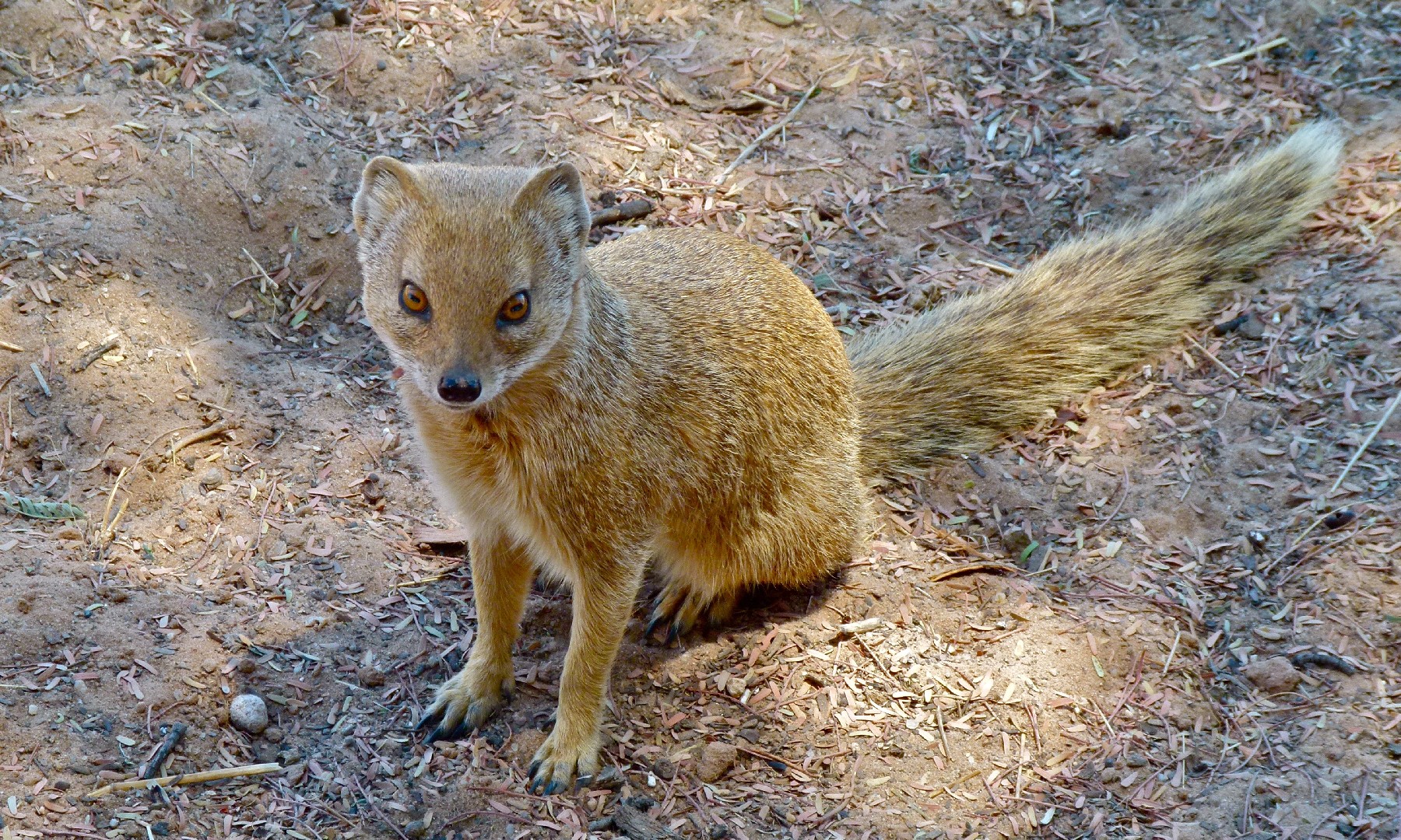 Yellow mongoose (Cynictis)
