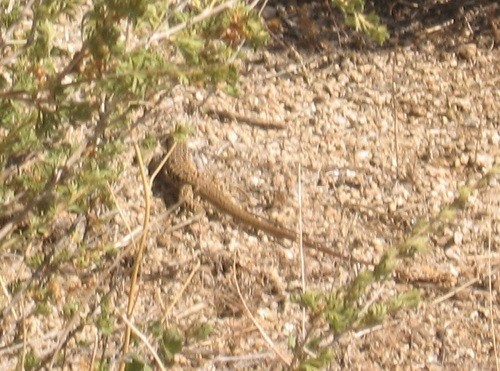 Chihuahuan spotted whiptail (Aspidoscelis exsanguis)
