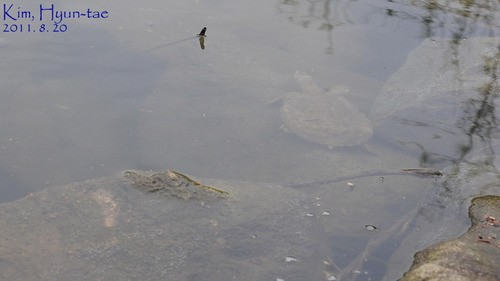 Chinese softshell turtle (Pelodiscus sinensis)