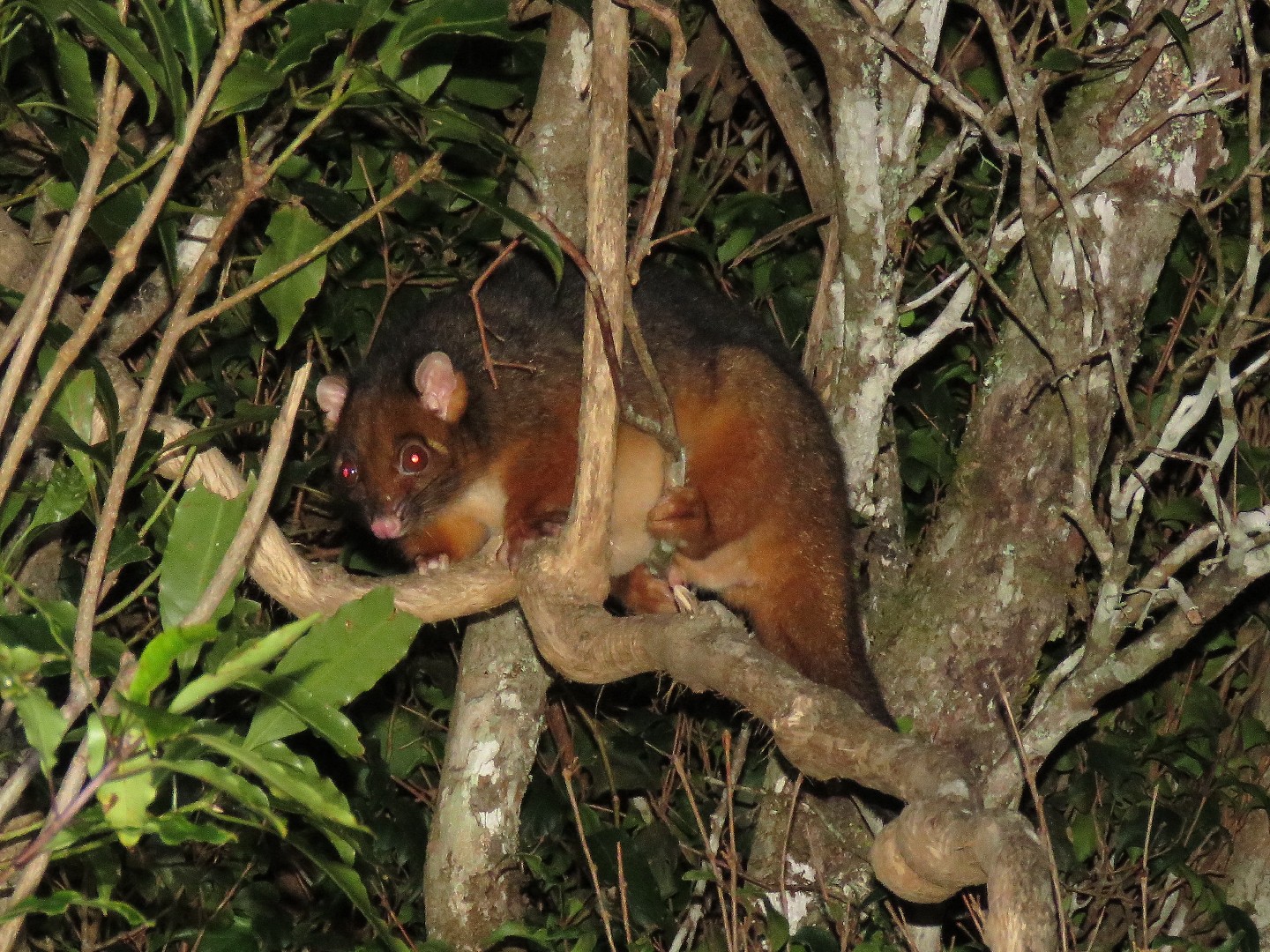 Ring-tailed possum (Pseudocheirus)