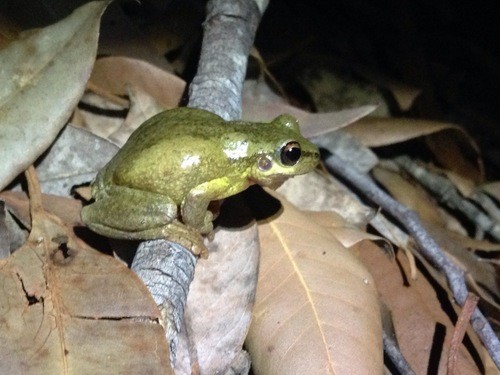 Jervis bay tree frog (Litoria jervisiensis)