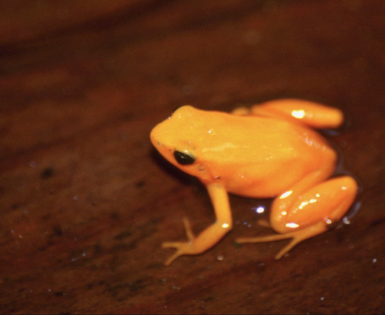 Golden frogs (Mantella)