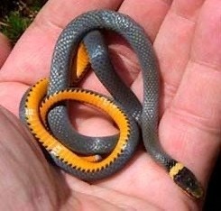 Southern ring-necked snake (Diadophis punctatus punctatus)