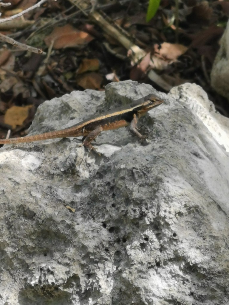Lagartija espinosa de puntos amarillos (Sceloporus chrysostictus)