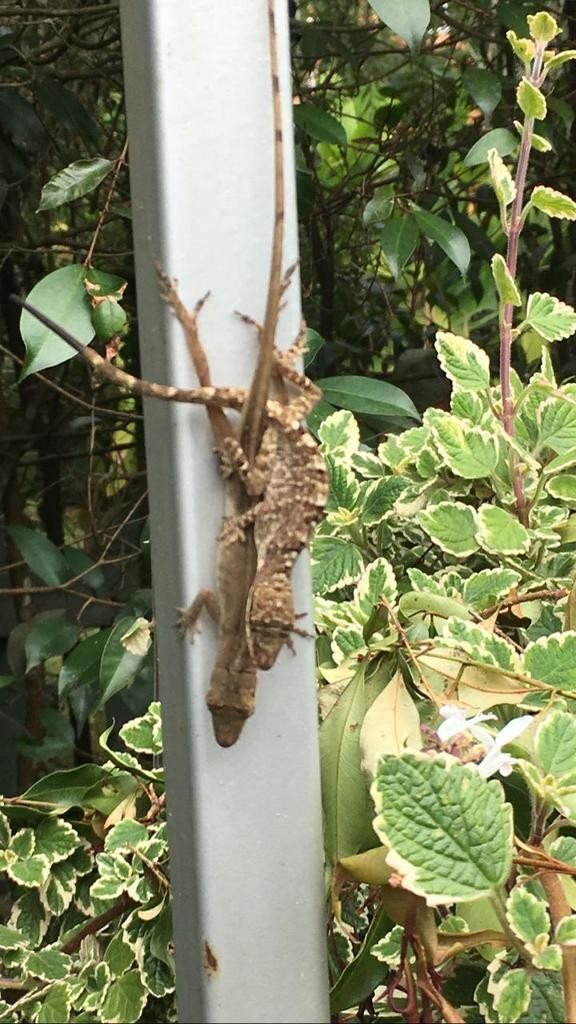 Blemished anole (Anolis mariarum)