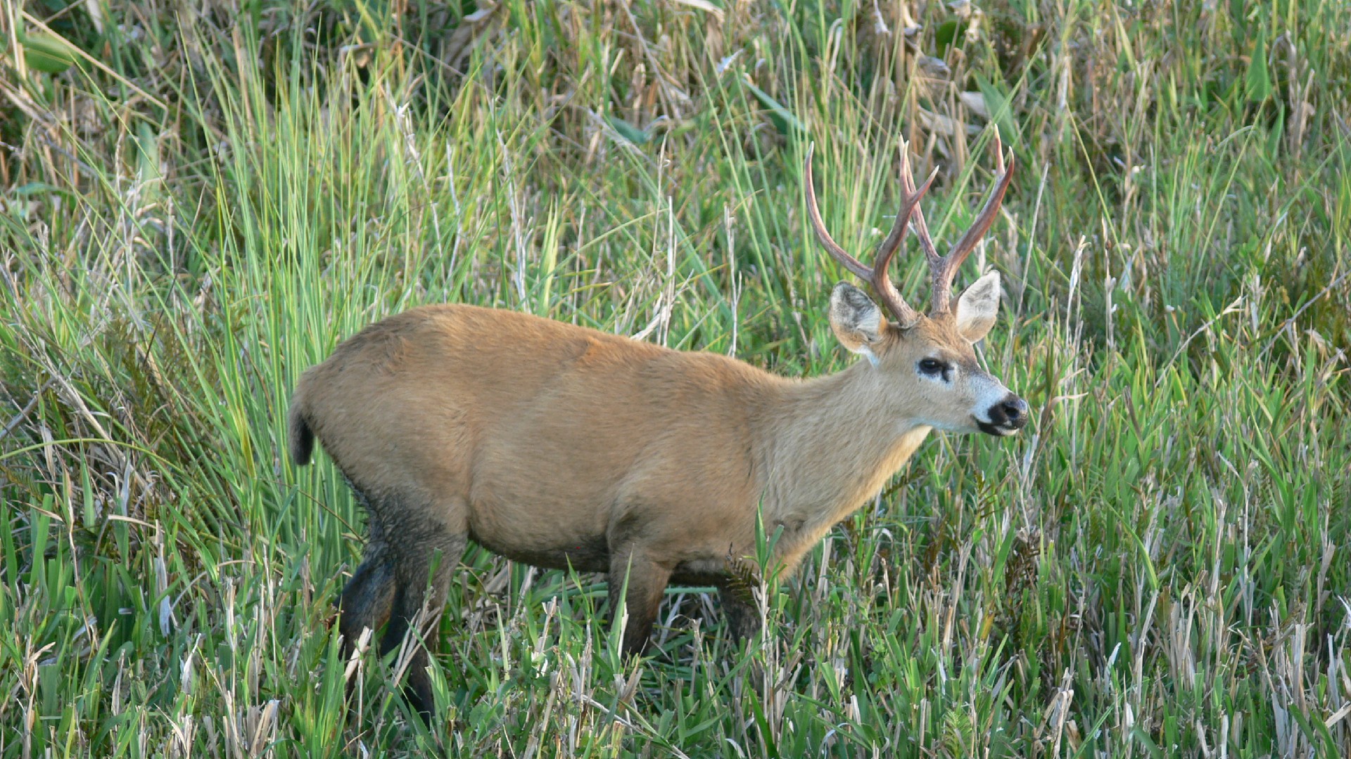Marsh deer (Blastocerus dichotomus)