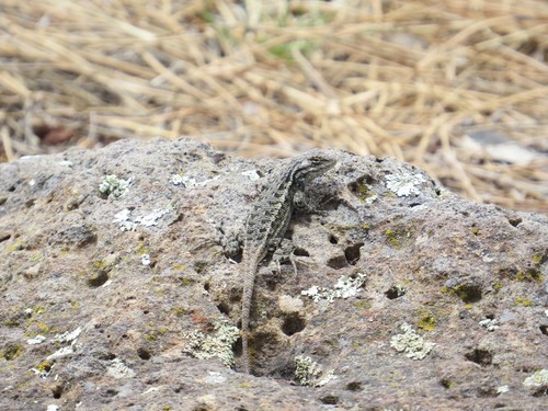 Plateau fence lizard (Sceloporus tristichus)