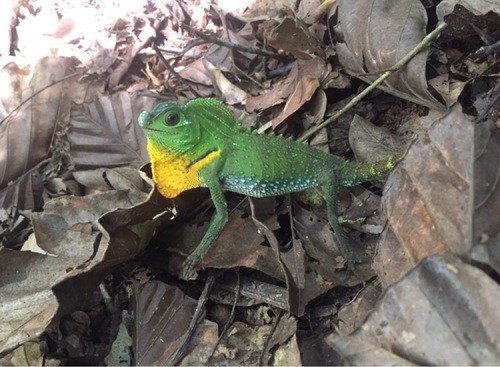 Lyre head lizard (Lyriocephalus scutatus)