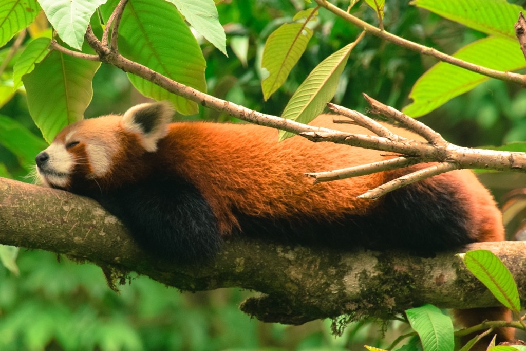 Red panda (Ailurus)
