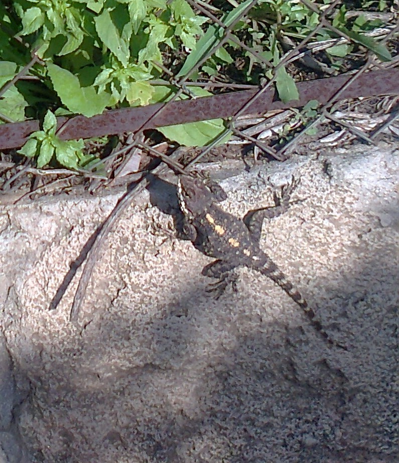 Starred agama (Stellagama stellio)