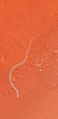 Ringed brown snake (Pseudonaja modesta)