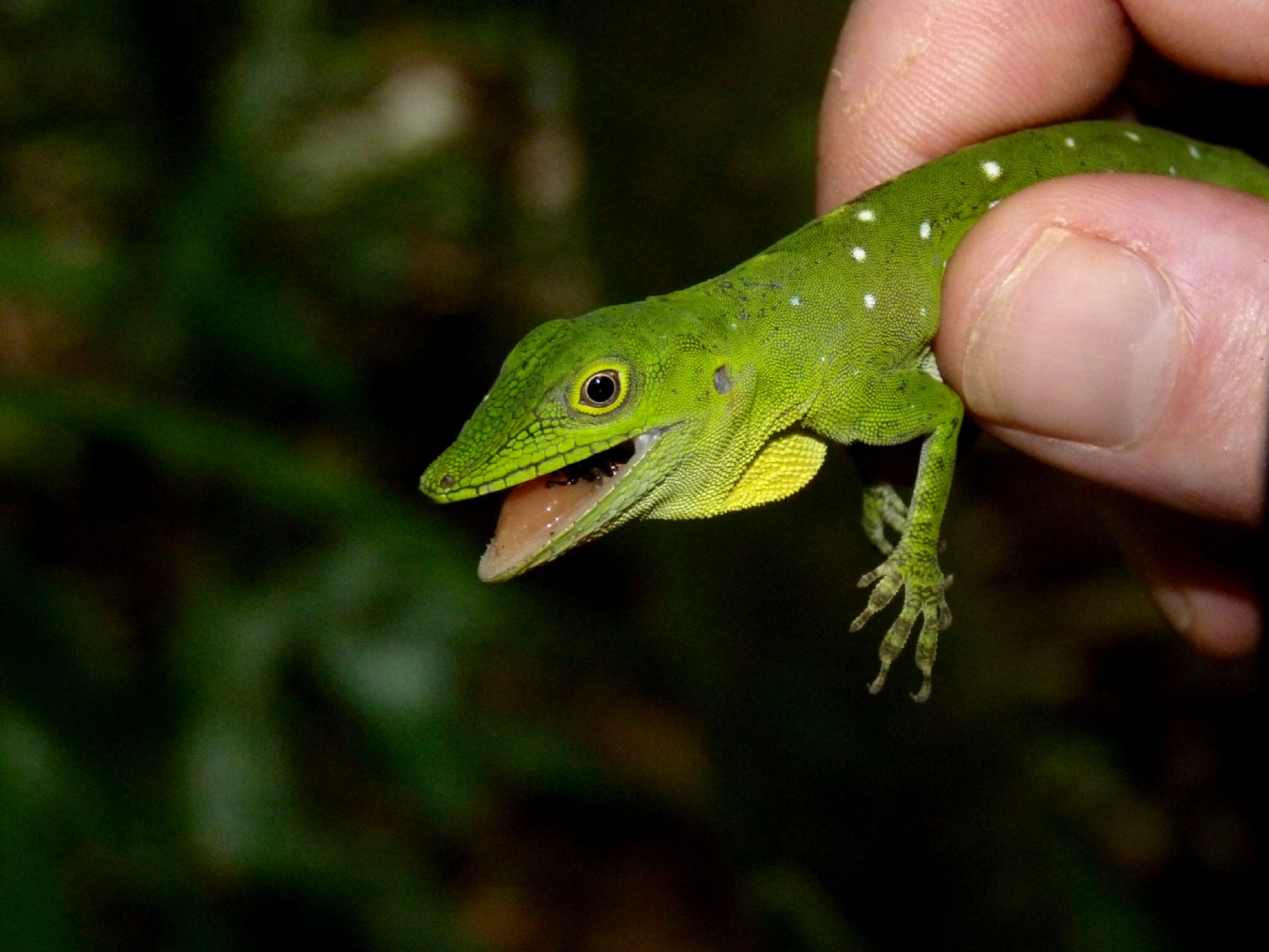 Spotted anole (Anolis punctatus)