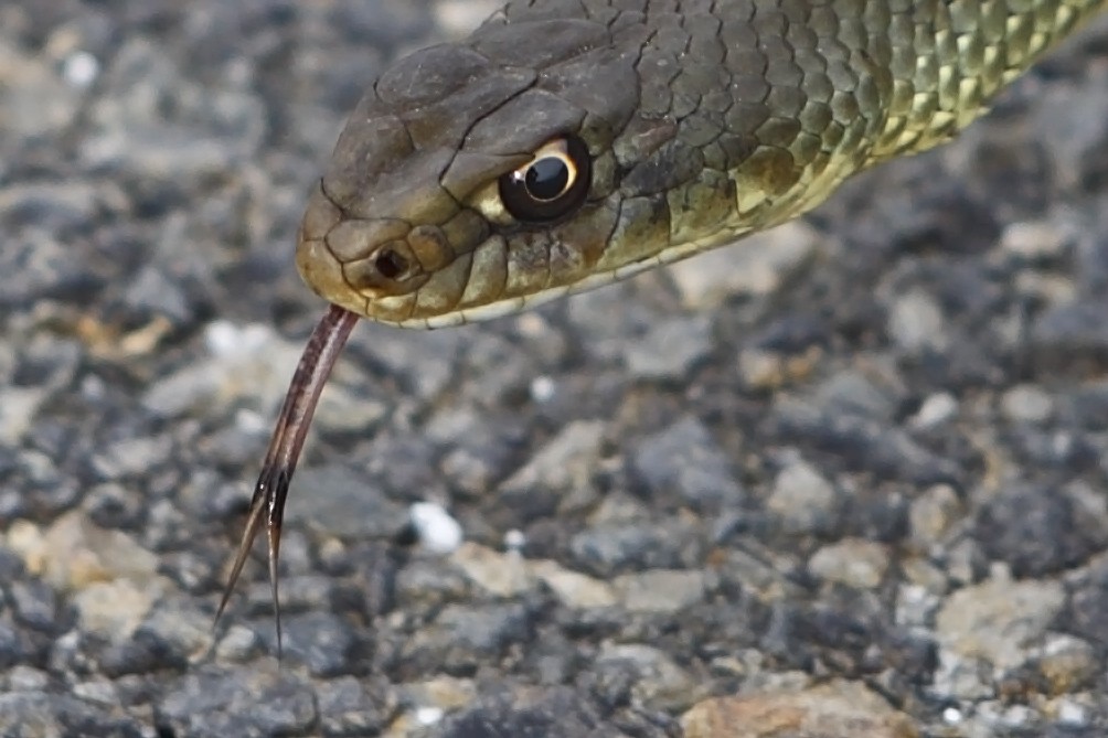 Montpellier snake (Malpolon monspessulanus)