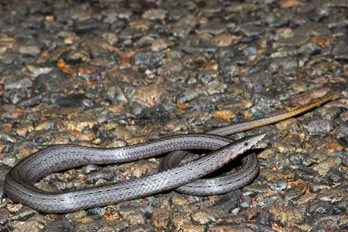 Burton's legless lizard (Lialis burtonis)