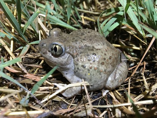 Western spadefoot toads (Spea)