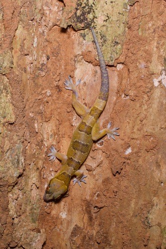 Afrikanischer bändergecko (Hemidactylus fasciatus)