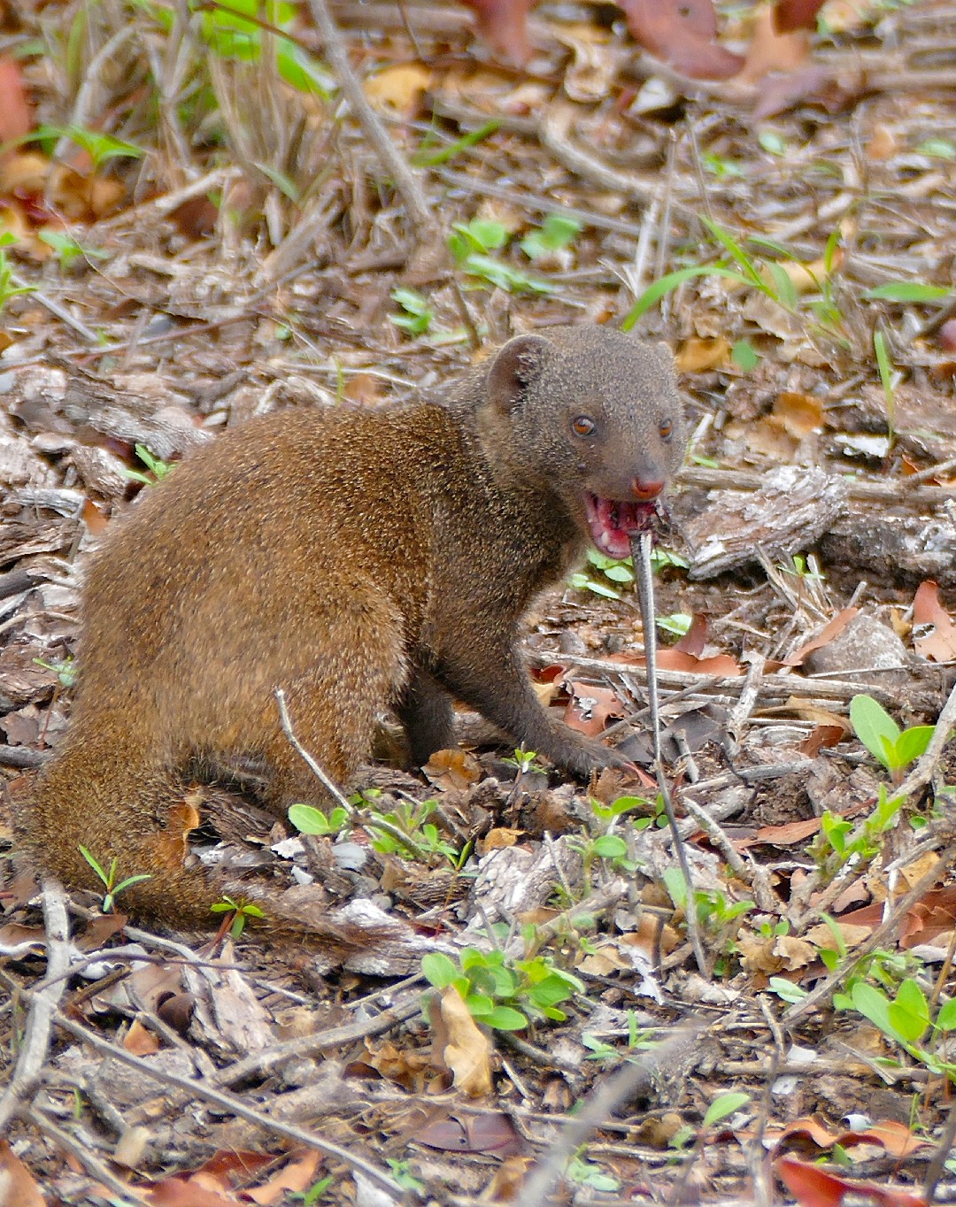 African dwarf mongooses (Helogale)