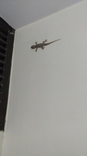 Yellow-belly gecko (Hemidactylus flaviviridis)