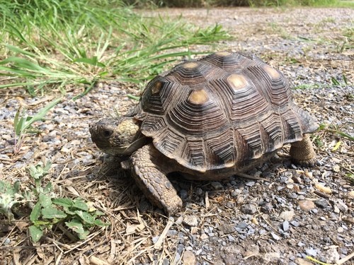 Texas tortoise (Gopherus berlandieri)