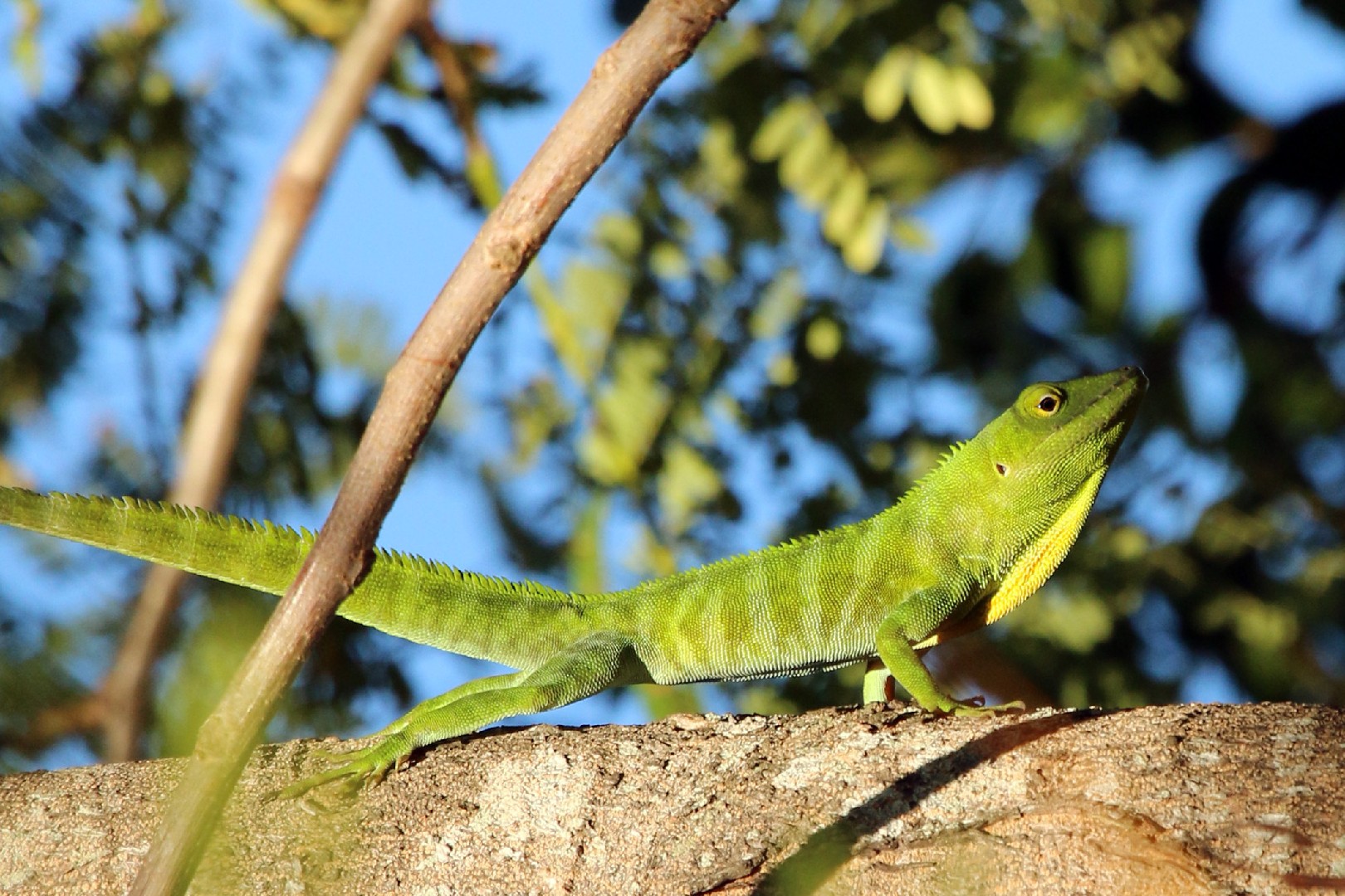 Anolis garmani (Anolis garmani)