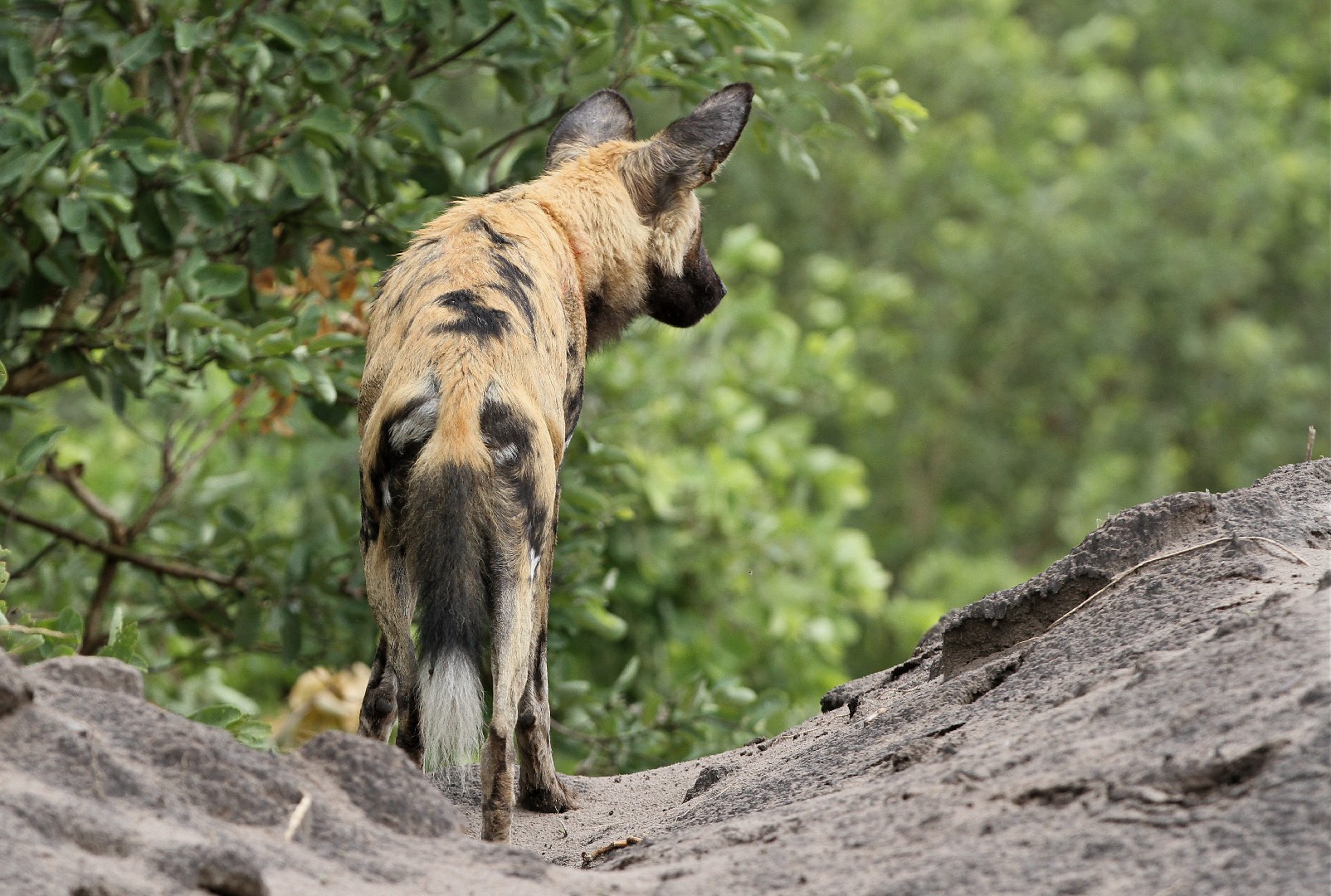 African wild dog (Lycaon)