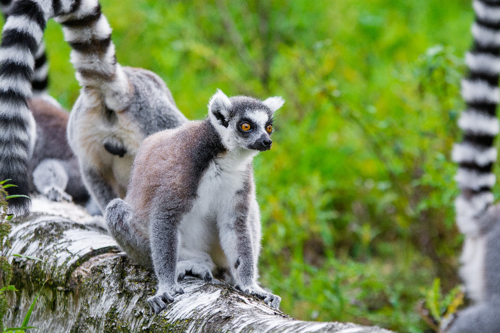 ワオキツネザル属 (Lemur)