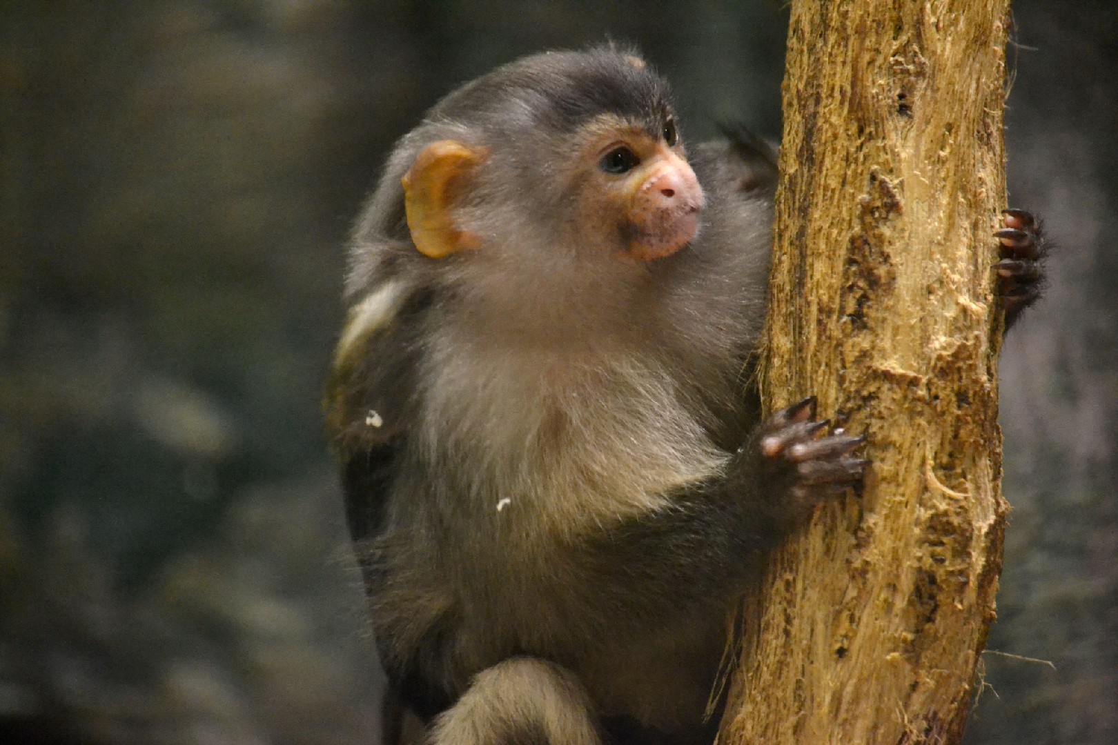 Amazonian marmosets (Mico)