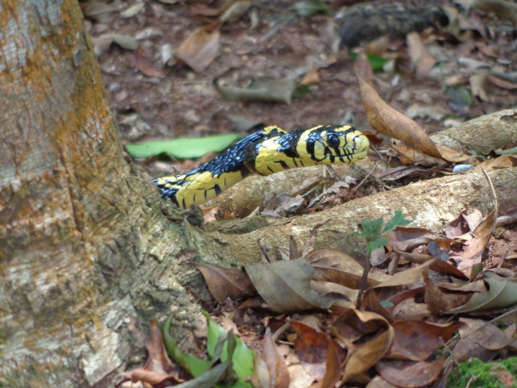 Chicken snake (Spilotes pullatus)