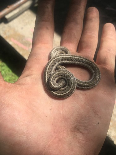 Lined snake (Tropidoclonion lineatum)