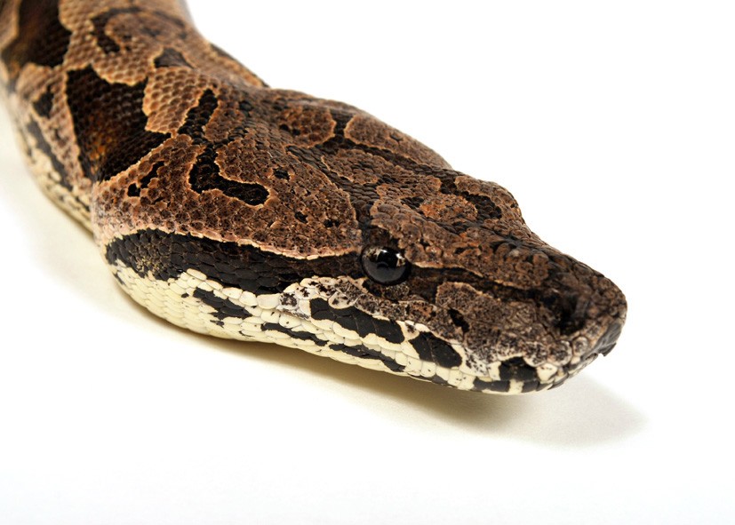 Madagascar ground boa (Acrantophis dumerili)