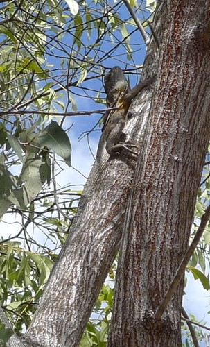 Frilled-necked lizard (Chlamydosaurus kingii)