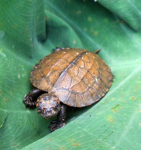 Indian black turtle (Melanochelys trijuga)