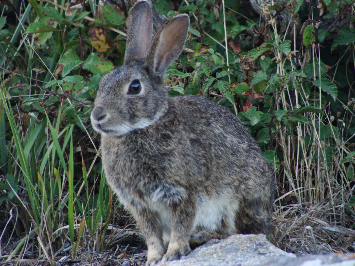 European rabbit (Oryctolagus)