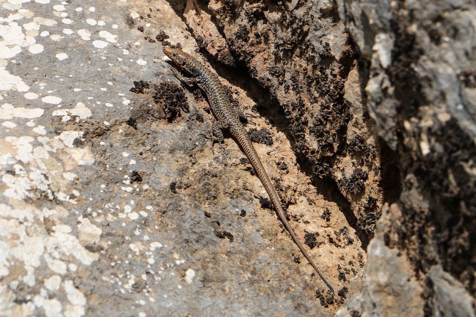 Peloponnese wall lizard (Podarcis peloponnesiacus)