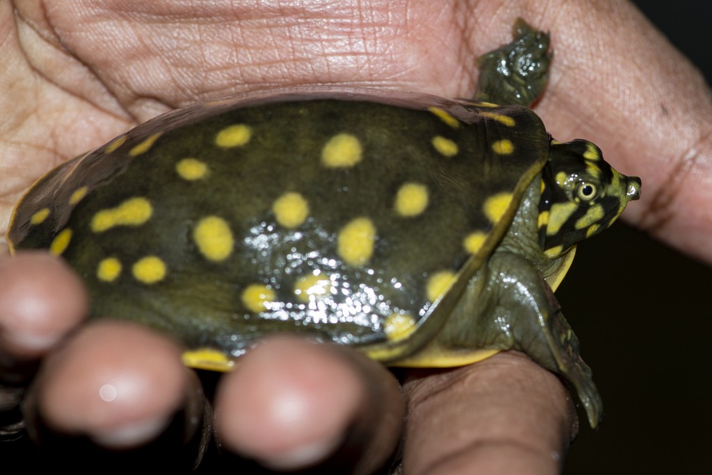 Indian flapshell turtle (Lissemys punctata)