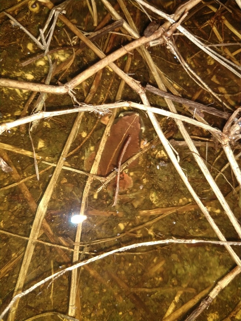 Amphibien-gattung (Hypopachus)