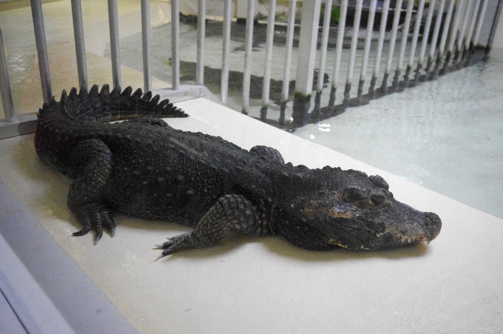 Dwarf crocodiles (Osteolaemus)