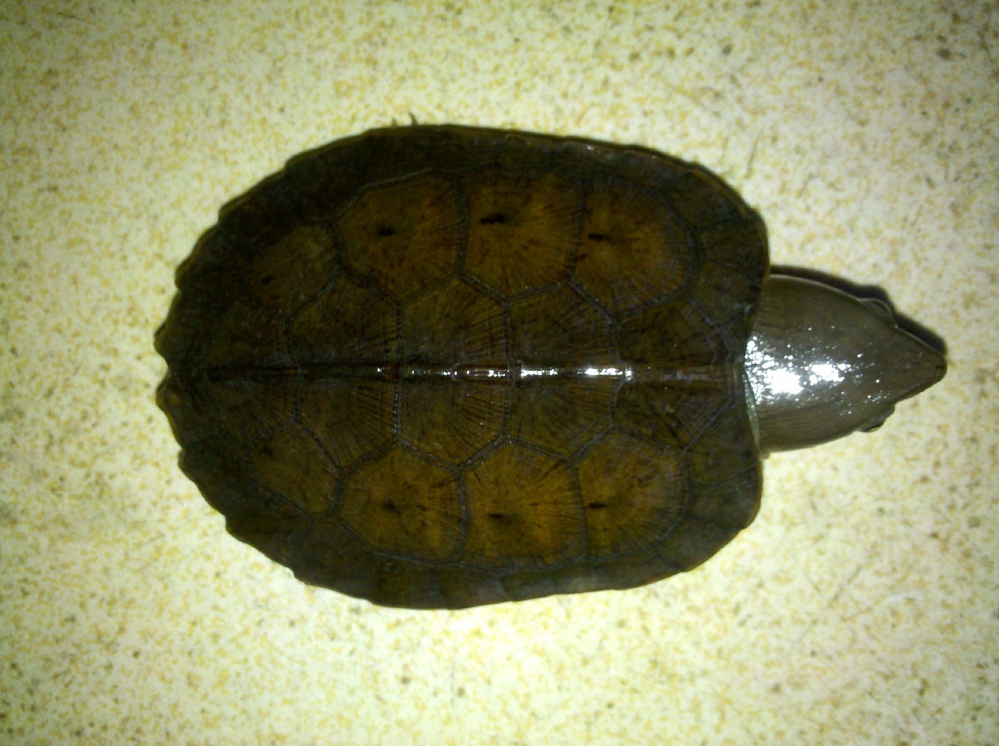 Grosskopfschildkröte (Platysternon)