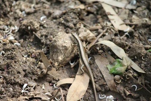 Spotted forest skink (Sphenomorphus maculatus)