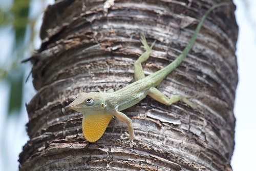 Anguilla bank anole (Anolis gingivinus)