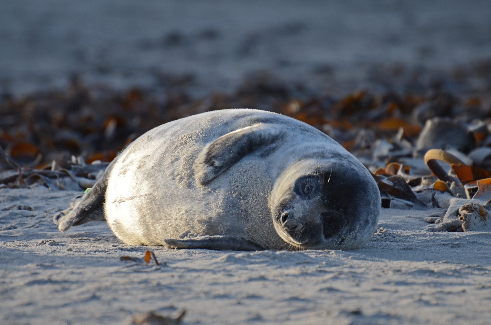 Mediterranean monk seal (Phoca)