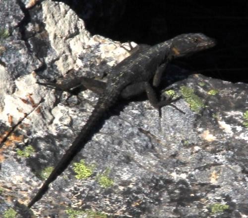 Graceful crag lizard (Hemicordylus capensis)