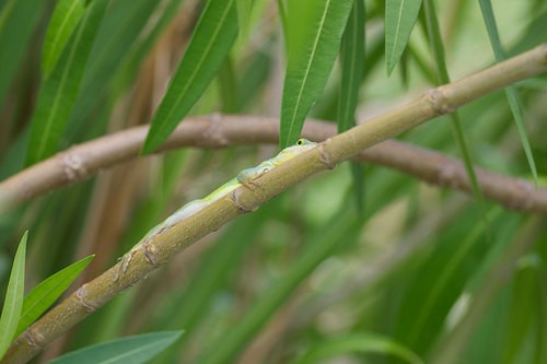 St. Eustatius anole (Anolis bimaculatus)
